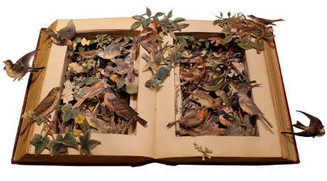 book sculptures by Kerry Miller: Britain's Birds And Their Nests
