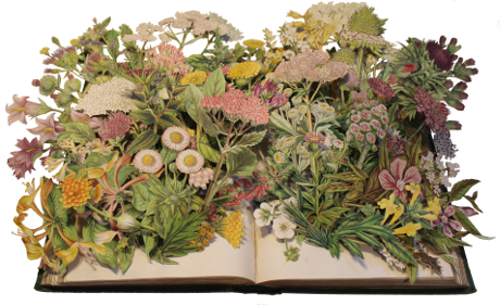 carved 3D book by Kerry Miller: Flowering Plants of Great Britain
